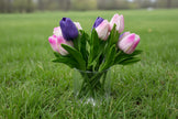 Tulip Pens