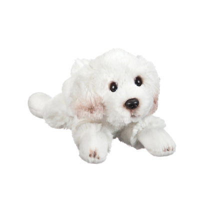 Bichon Frise 8