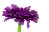 Daisy Flower Pens