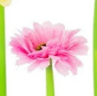 Daisy Flower Pens