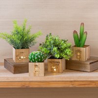 LED Artificial Succulent with Wood Box