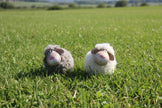 Fuzzy Sheep Figurines