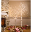 Birch Tree
