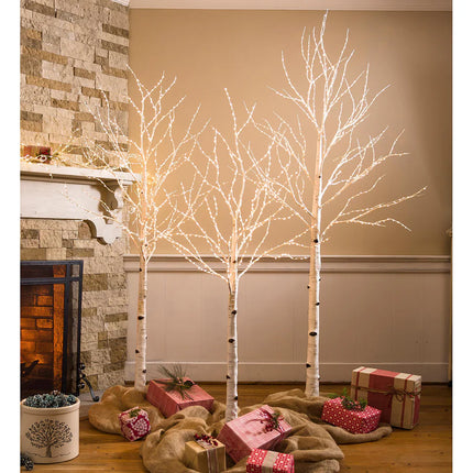 Birch Tree