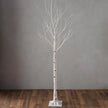 Birch Tree