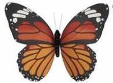 Butterfly Magnets