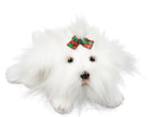 Pet Central Plush Toy Bean Bag Maltese, 8