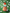 Garden Gnome Figurine