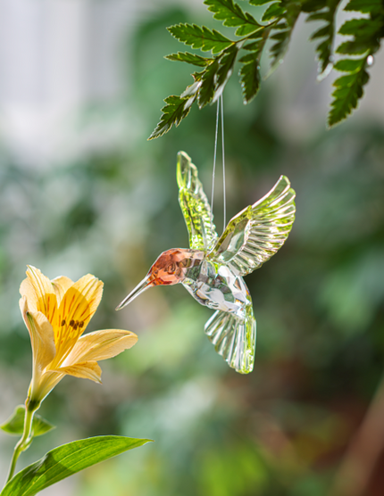 Red Throated Hummingbird