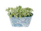 Embossed Wave Oval Planter