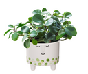 Face Planter