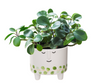 Face Planter