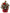 Mini Cardinal Evergreen Trees