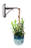 Mini Hanging Plant with Hook