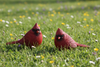 Cardinal Figurines