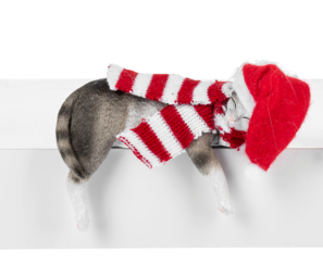 Christmas Cat Shelf Sitters