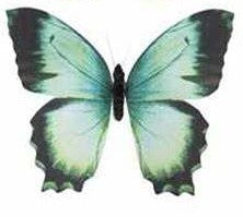 Butterfly Magnets