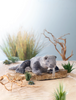 Komodo Dragon Plush