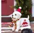 Puppy With Hats