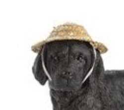Puppy With Hats