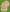 Natural Turkey Figurine