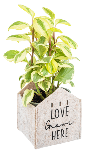 potted plant sleeves House Plant Sleeves