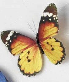 Butterfly Magnets