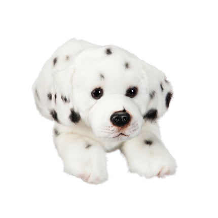 Dalmatian 12