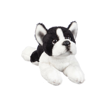 Boston Terrier 8