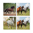 Horses Coaster Set-4 Pieces