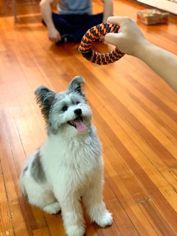 6" Orange Braided Ring Toy-by Tall Tails