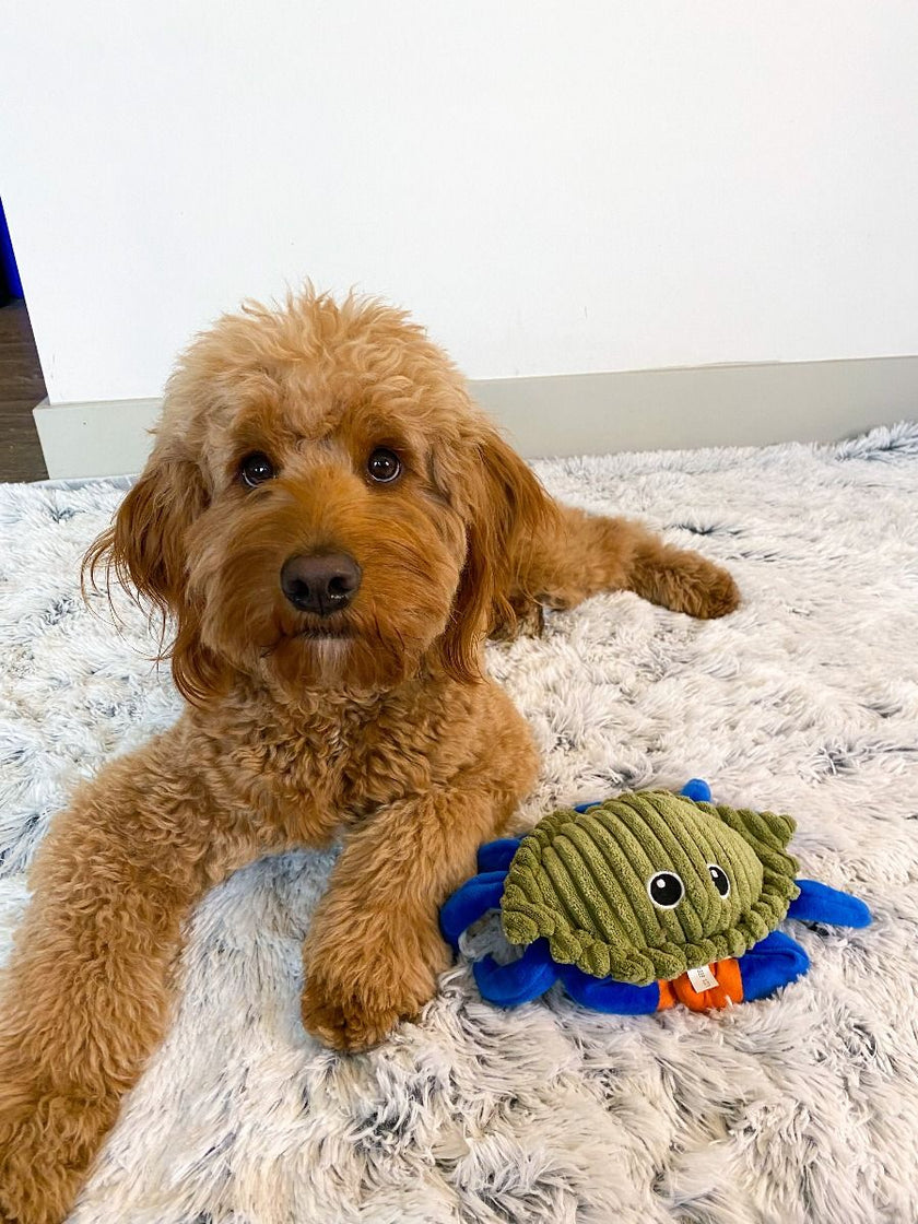 Tall Tails Animated Crab Toy